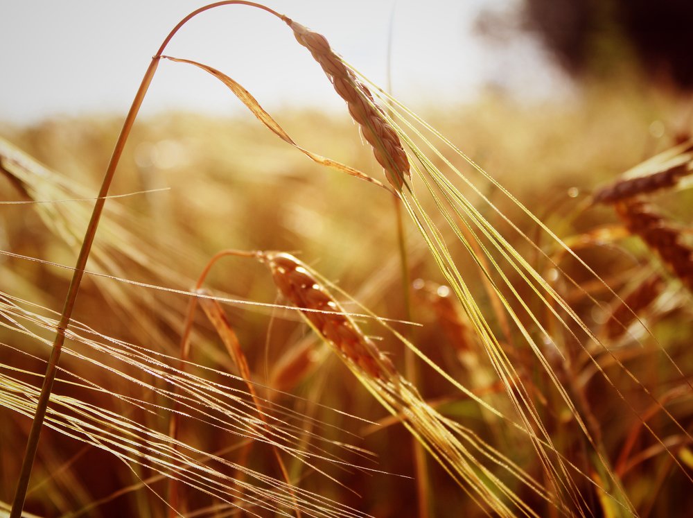 Пшеницы поле золотое