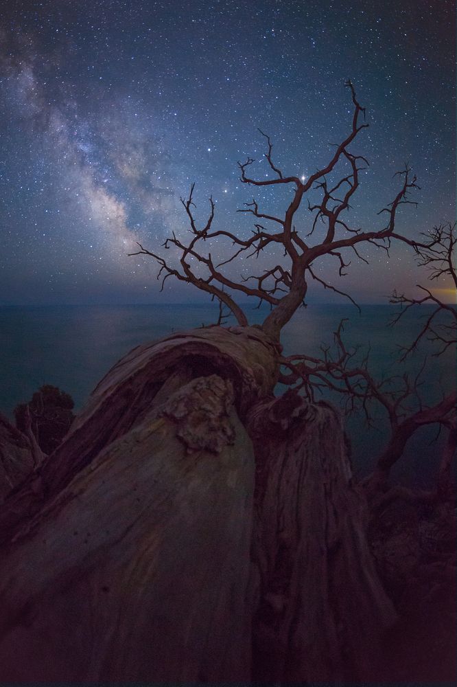 Ночное древо