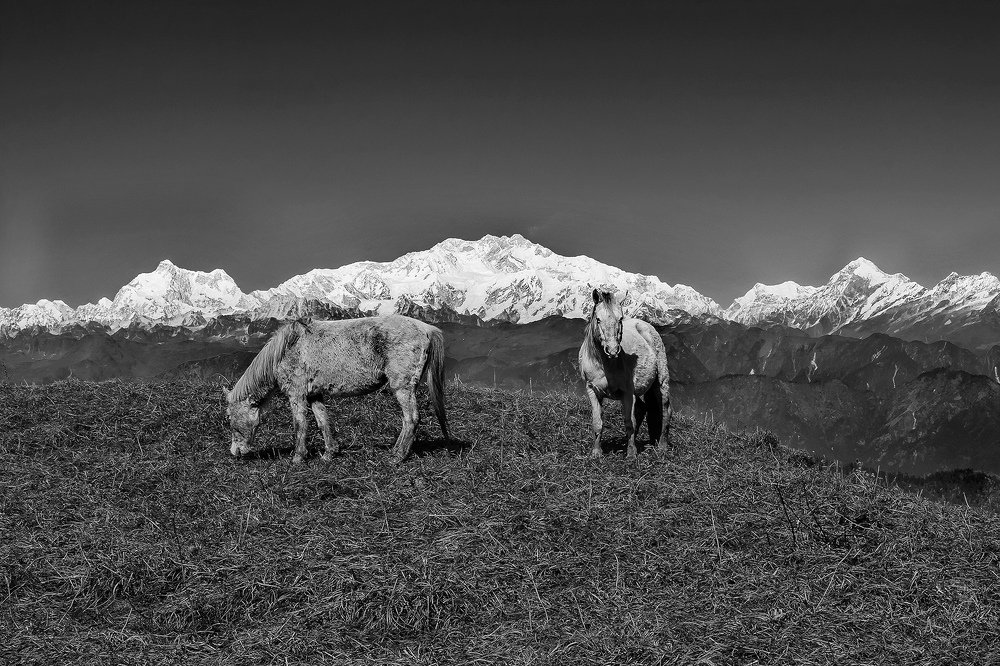Grazing in the Himalayas