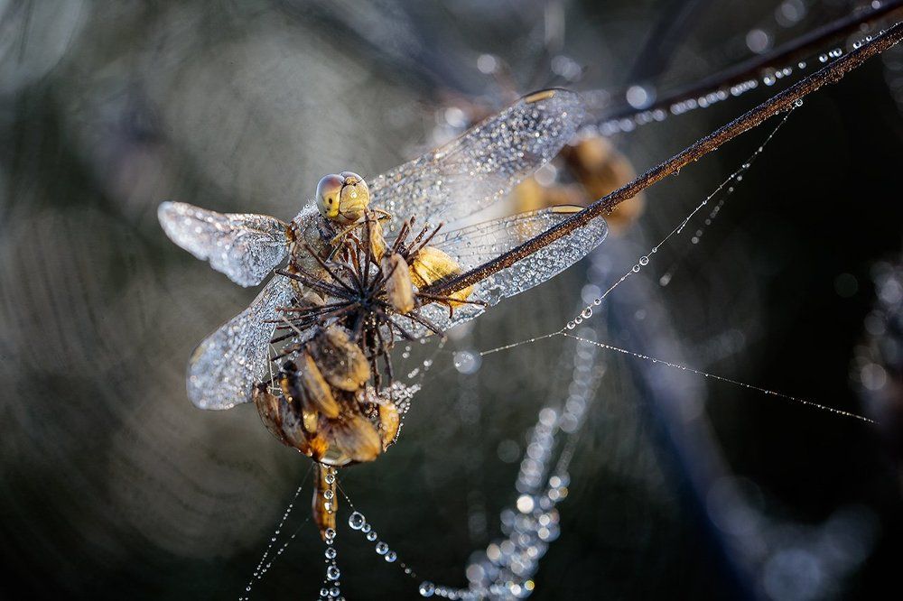 Пробуждение.