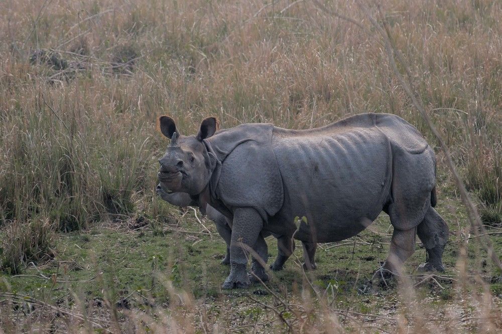 Greater One-Horned rhinoceros
