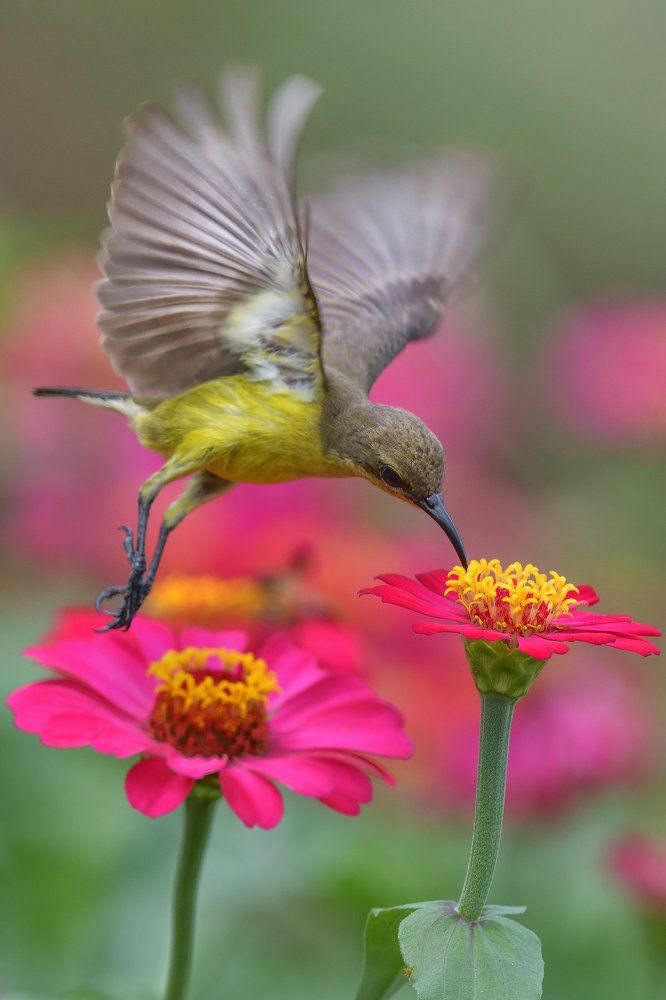 Sunbird
