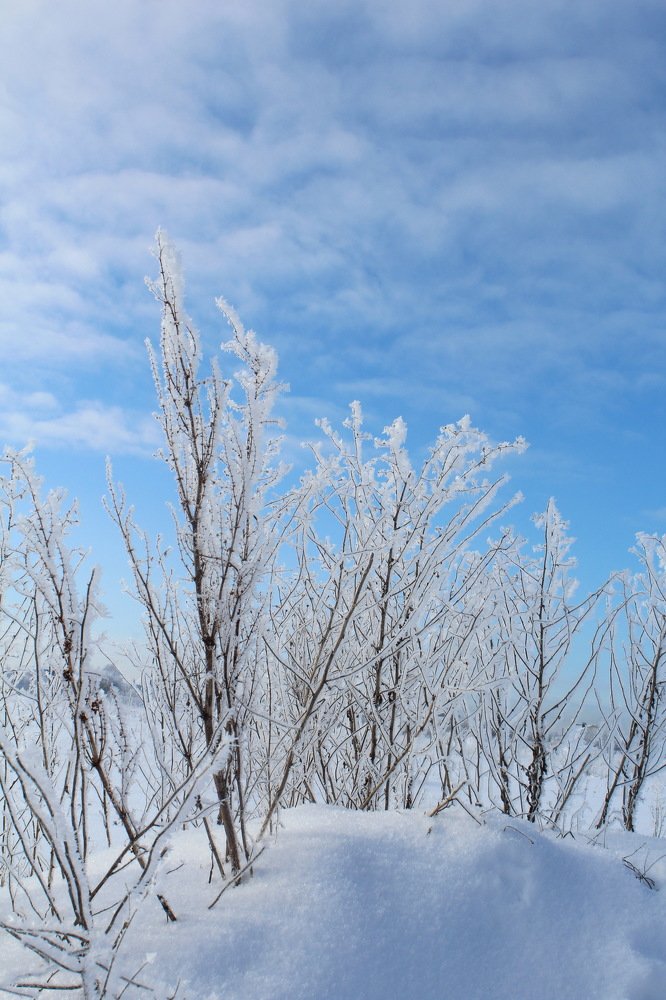 Морозный день