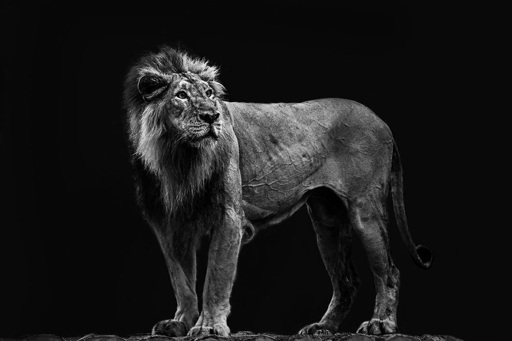 Asiatic Lion