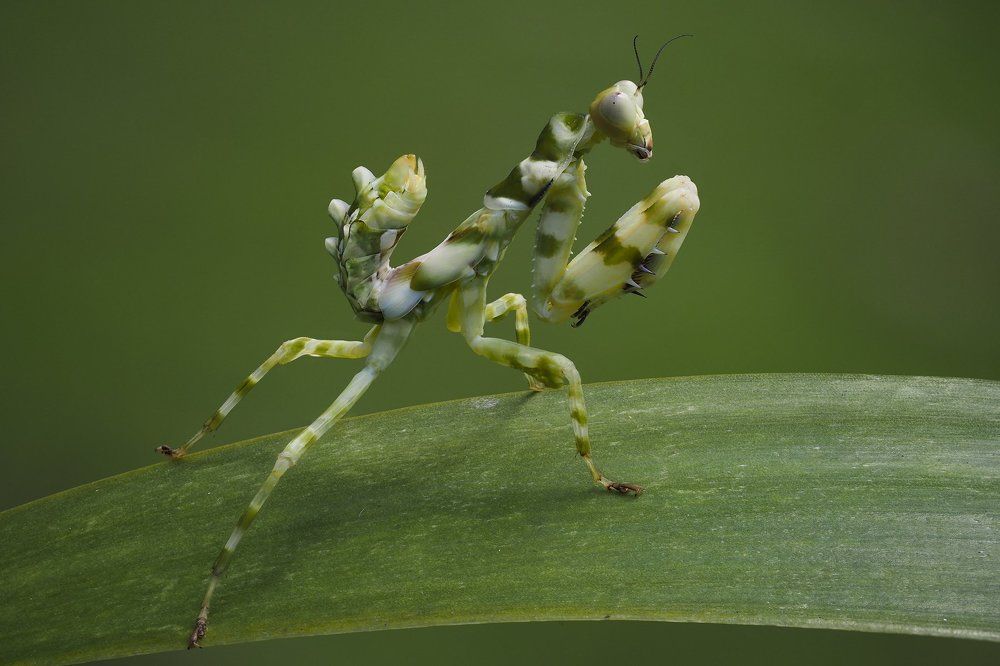 flower mantis