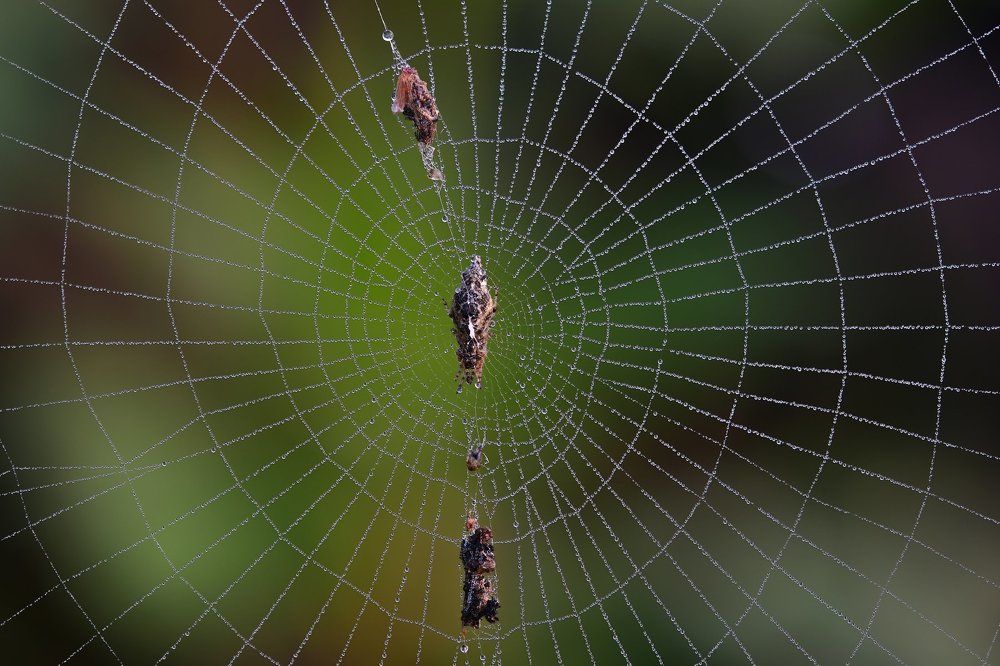 spiderweb