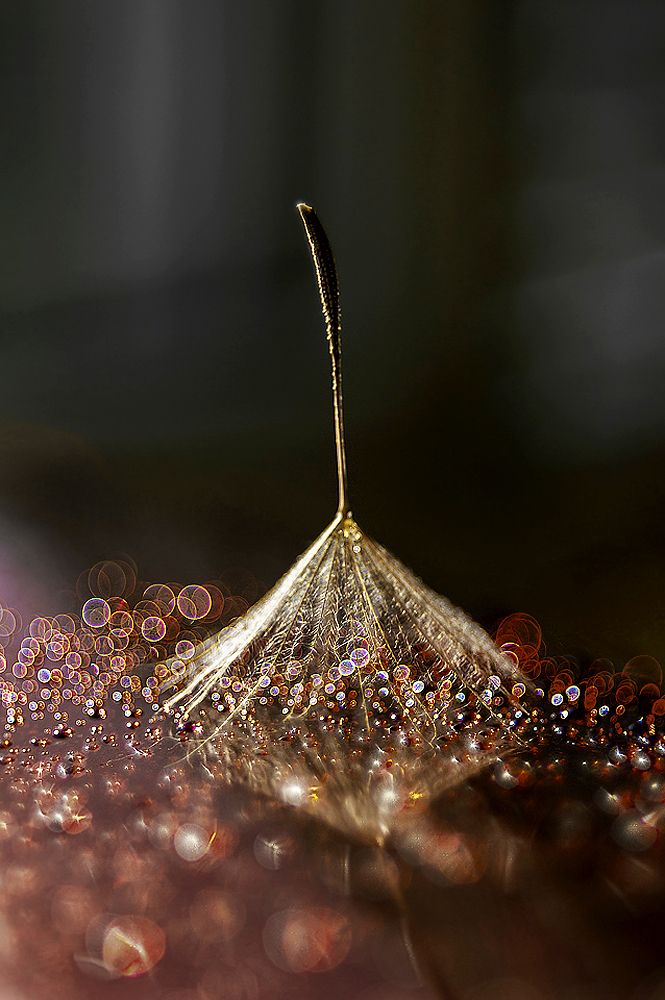 Photograph by Александра