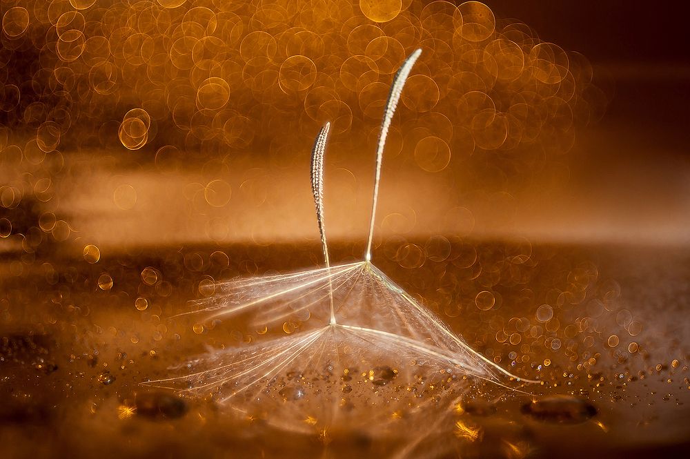 Photograph by Александра