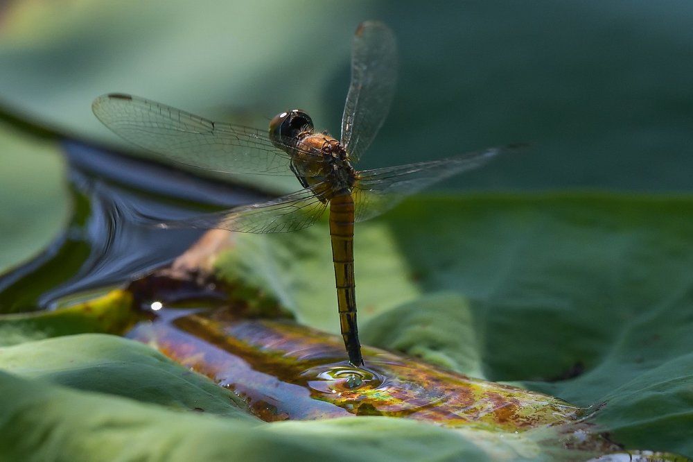 dragonfly