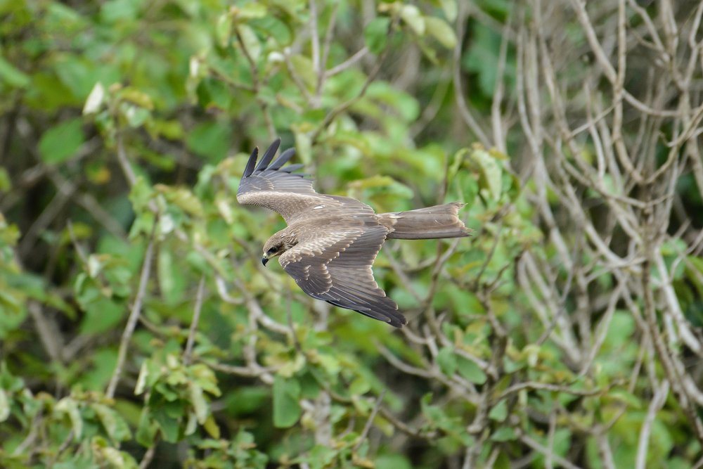 Black eared kite