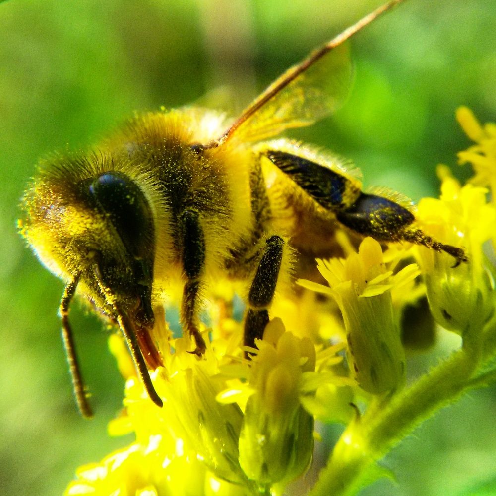 Летний полдень