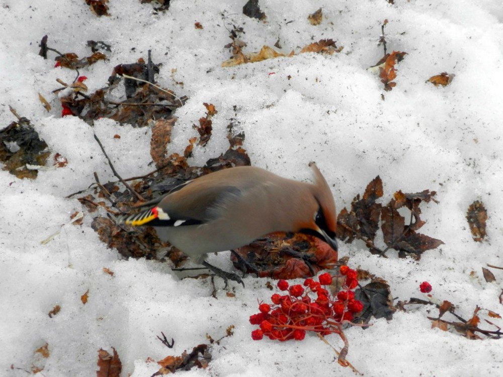 Свиристель ест рябину