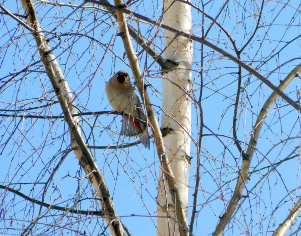 Птица - фотомодель!