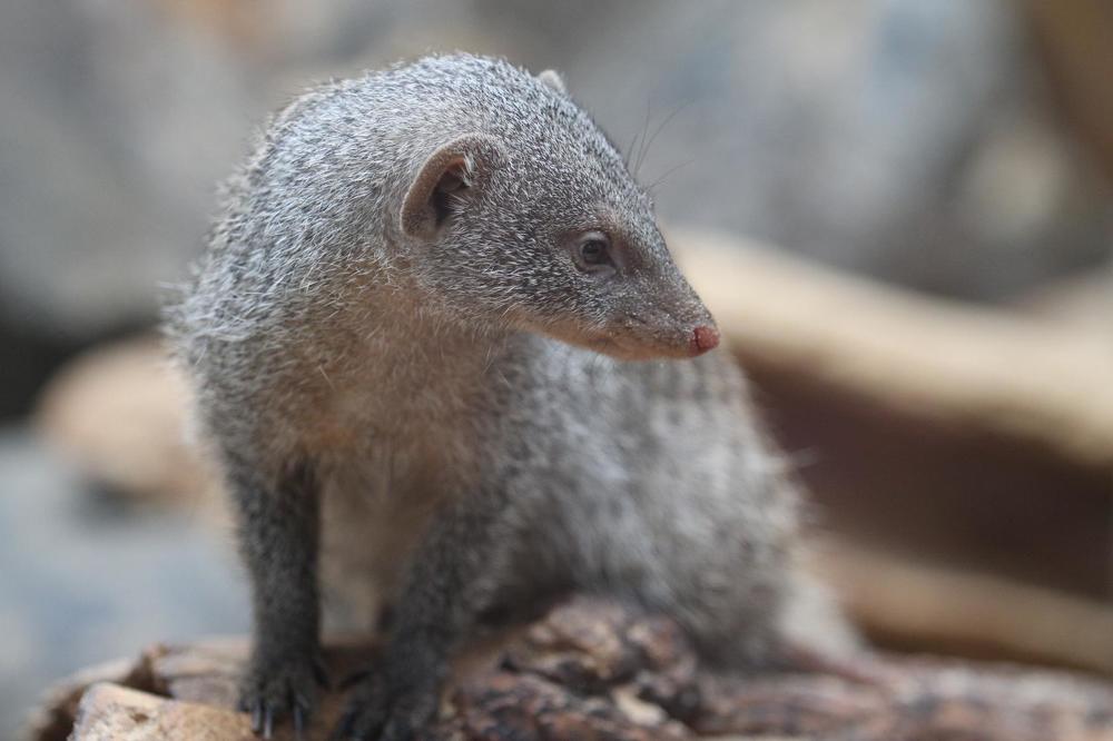 Рики Тики Тави