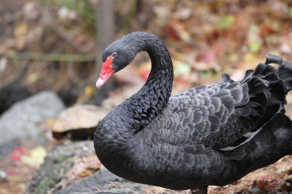 Гадкий утенок