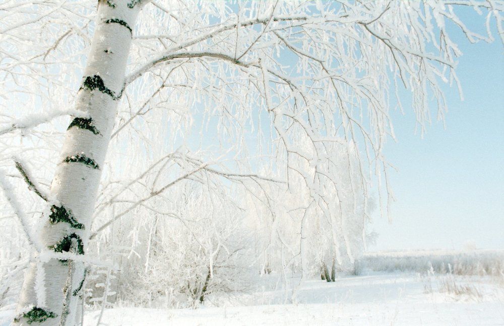 Белая берёза