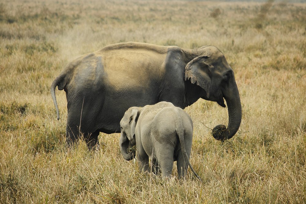 Indian Wild Elephant