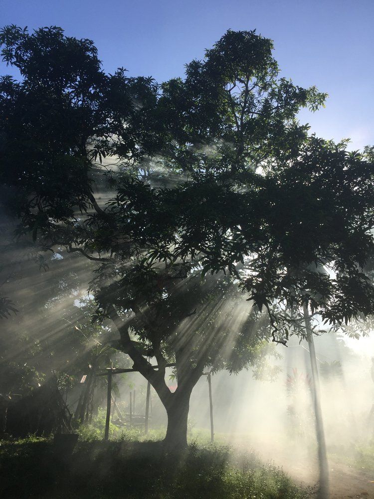 morning tree