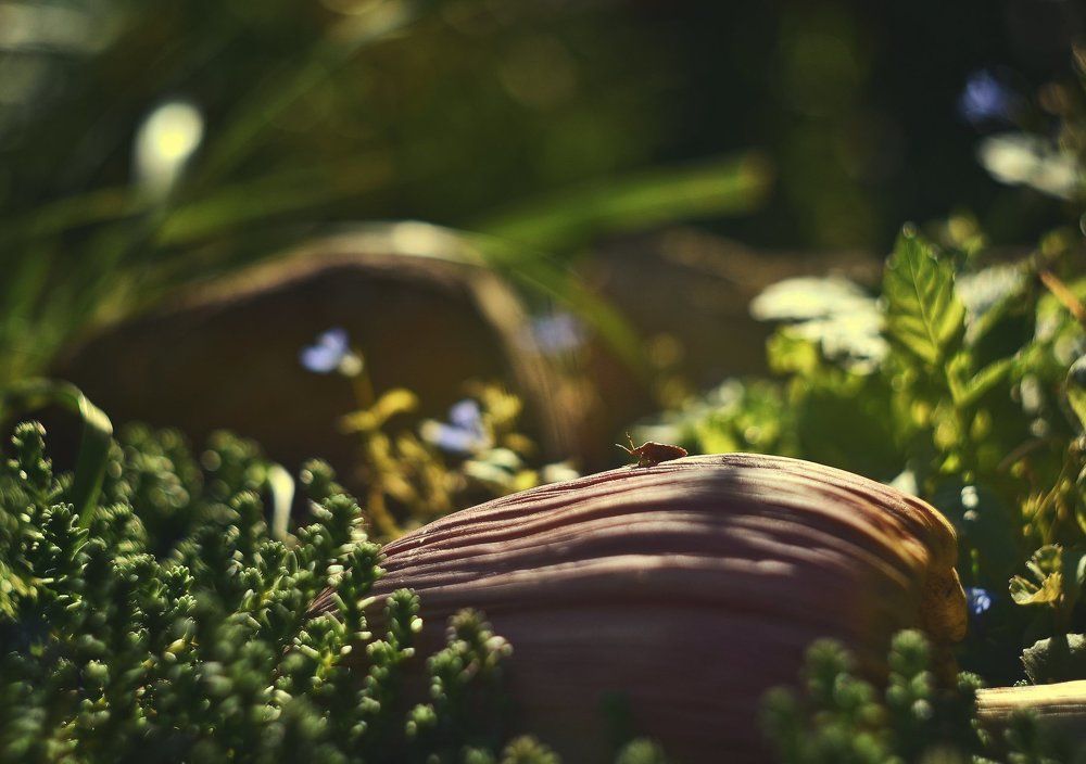 Весенняя осень