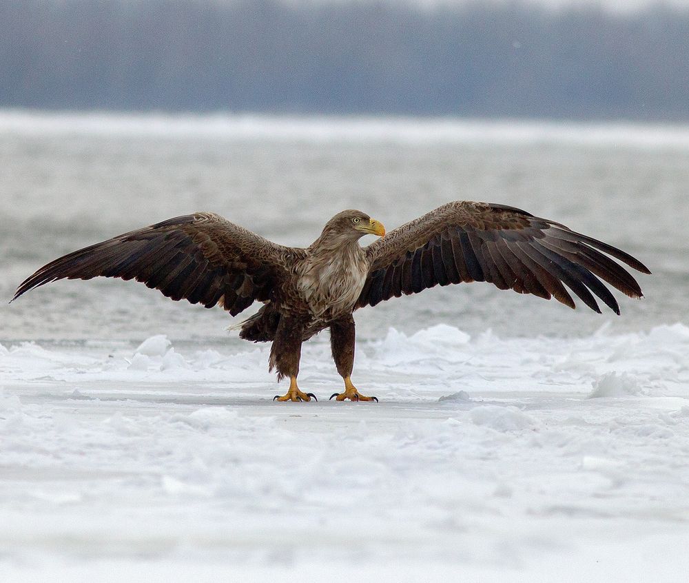 Орёл «девятого легиона «