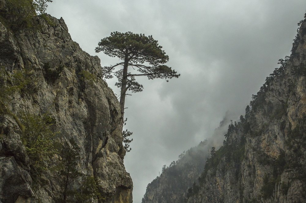 Одинокая черная сосна