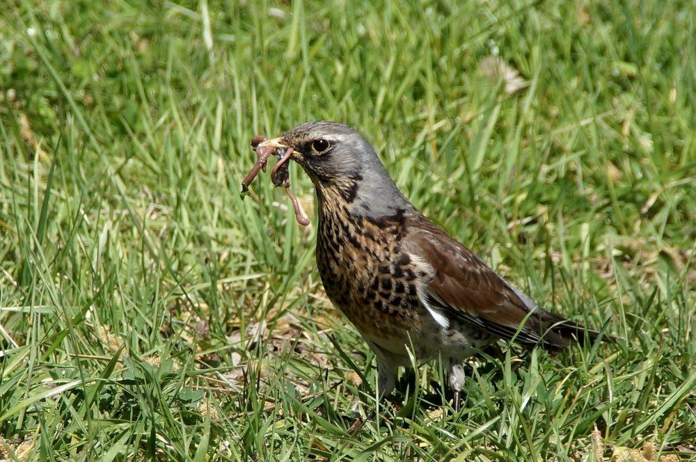 Заботливый отец