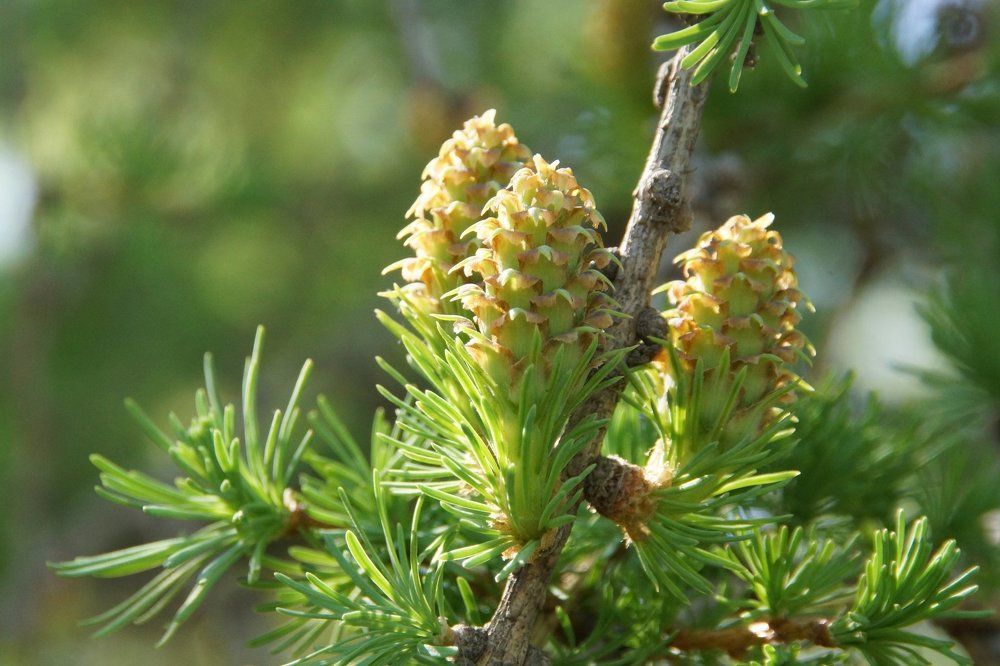 Сибирские ананасы