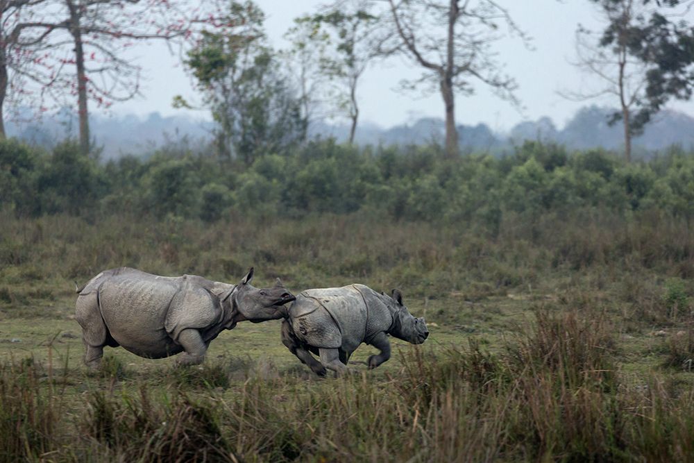 Rhino Ride