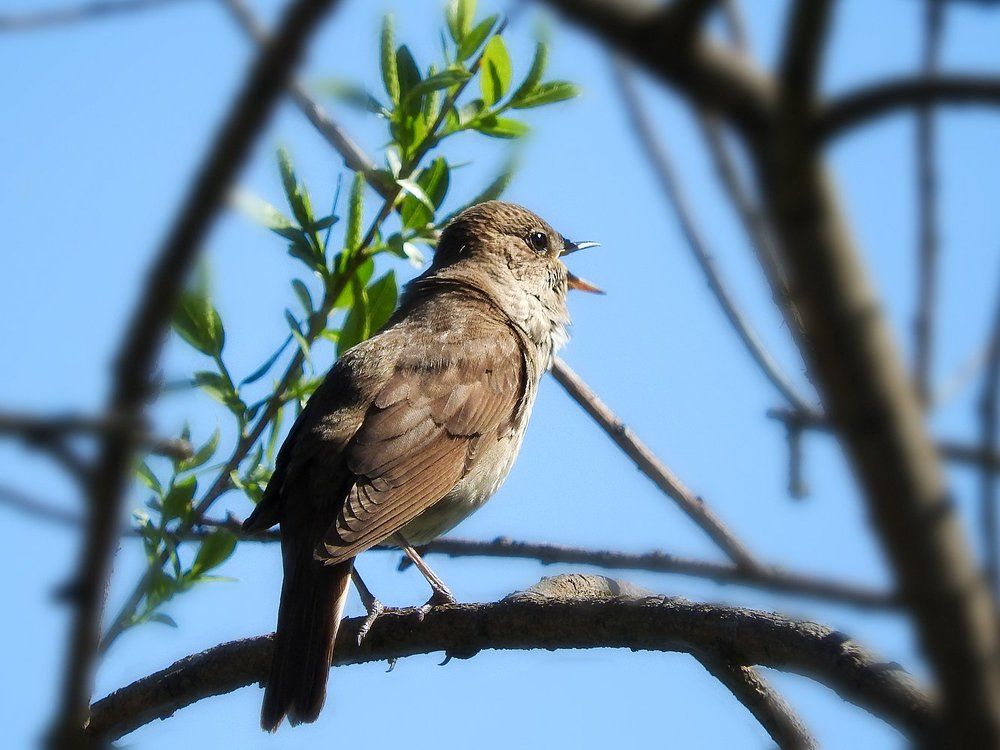 Песни соловья