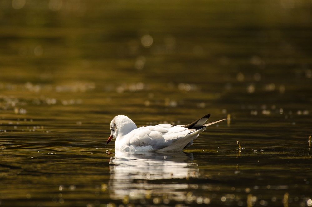 Gull with golden light