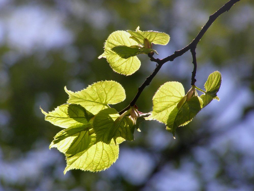 Веточка липы