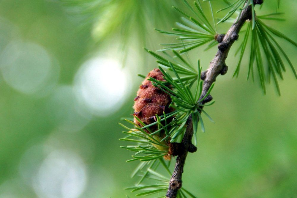 Пробуждение жизни