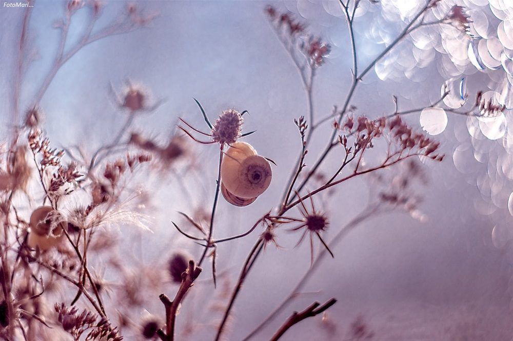 Спящая красавица.