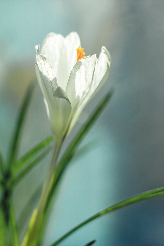 Весенняя нежность.