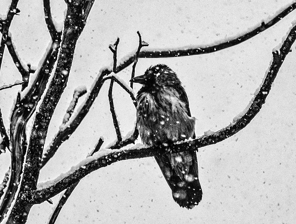 Ворона в снегу