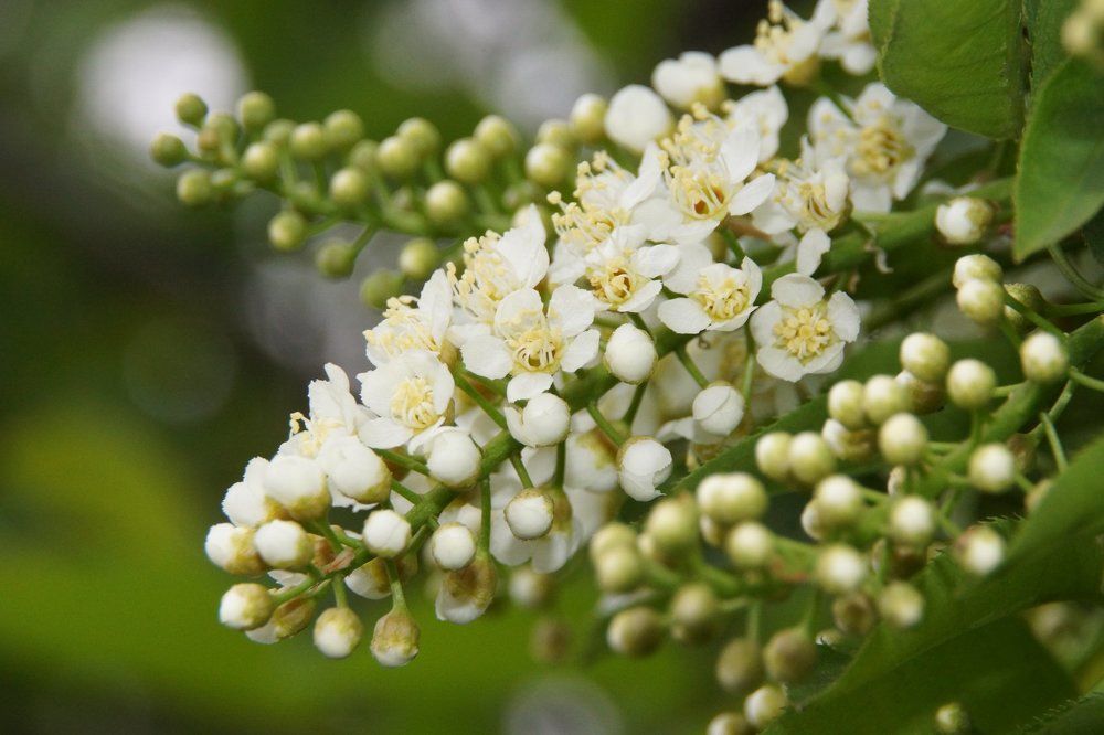 Цветы черемухи