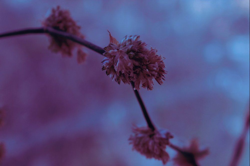 Photograph by Юлия Абакина