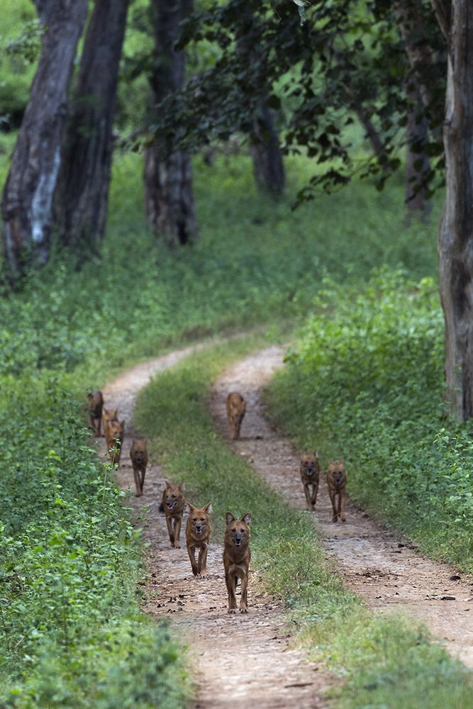 The Dhole Parade