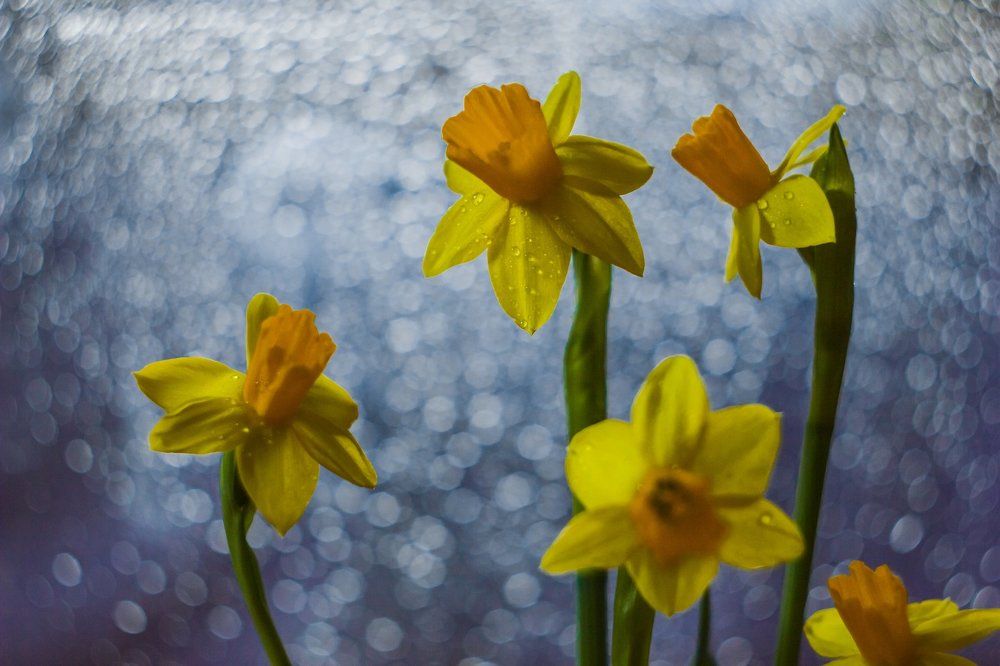 Нежные нарциссы!
