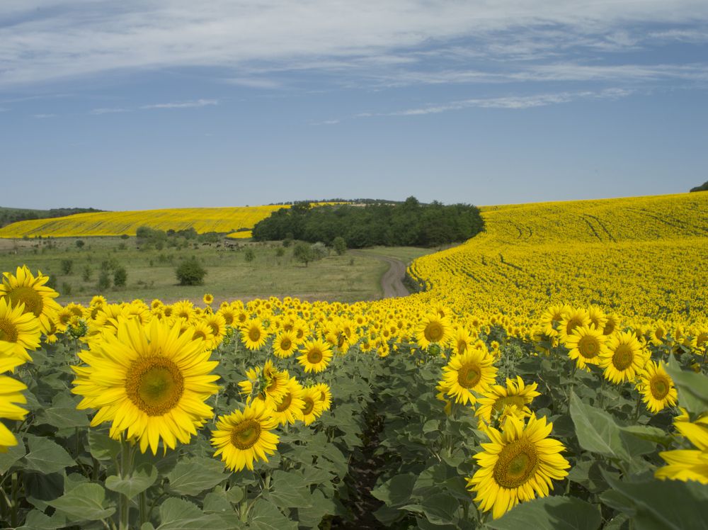 Подсолнуховый рай.