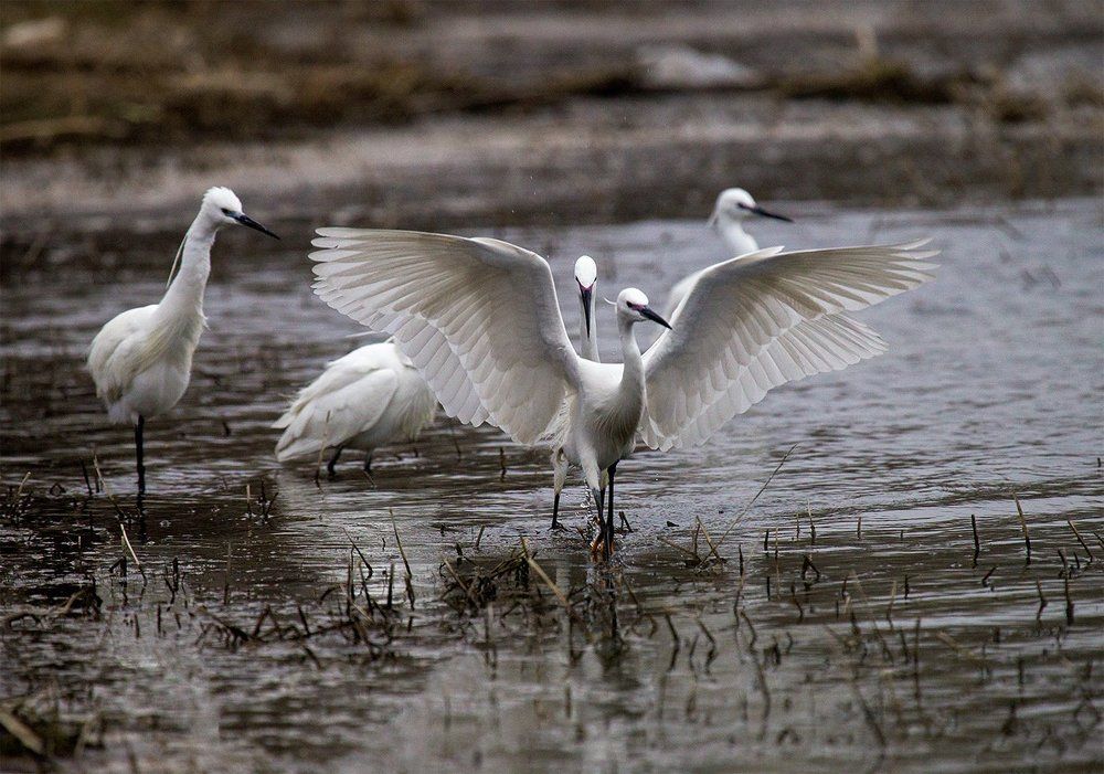Весенние зарисовки
