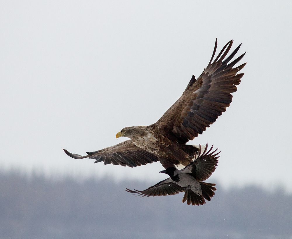Наш ответ « Чемберлену»