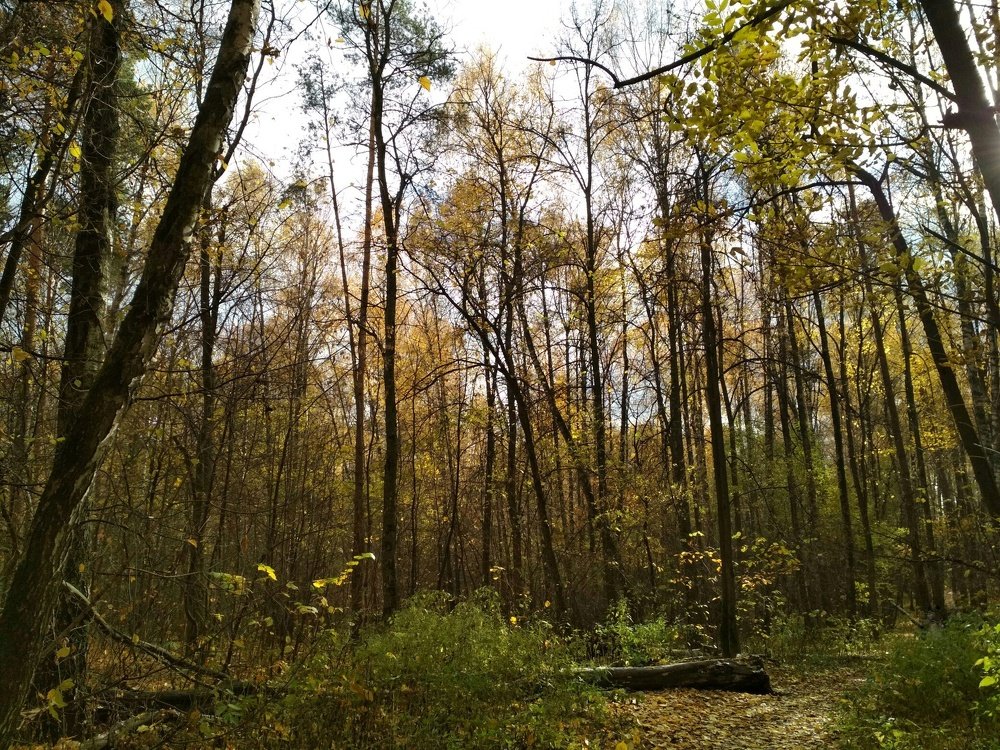 Осень в Балашихе