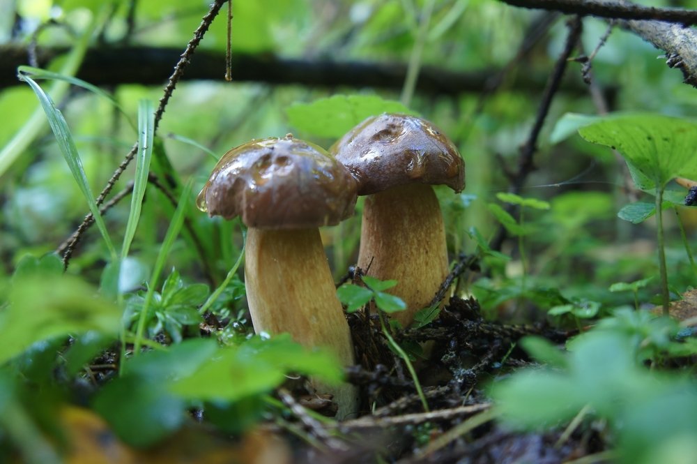 Photograph by Владимир