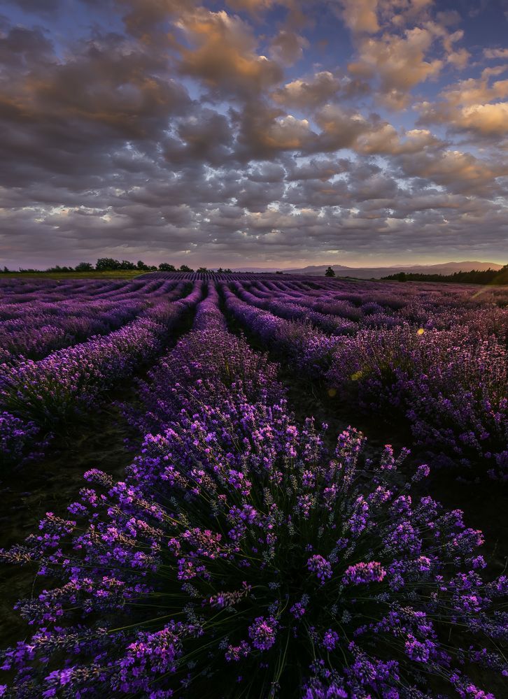Lavender sunset