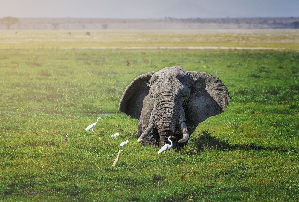 Большой африканский слон