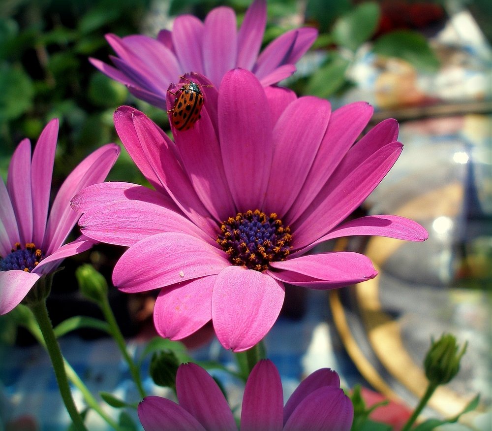 Photograph by Воропаева Юлия