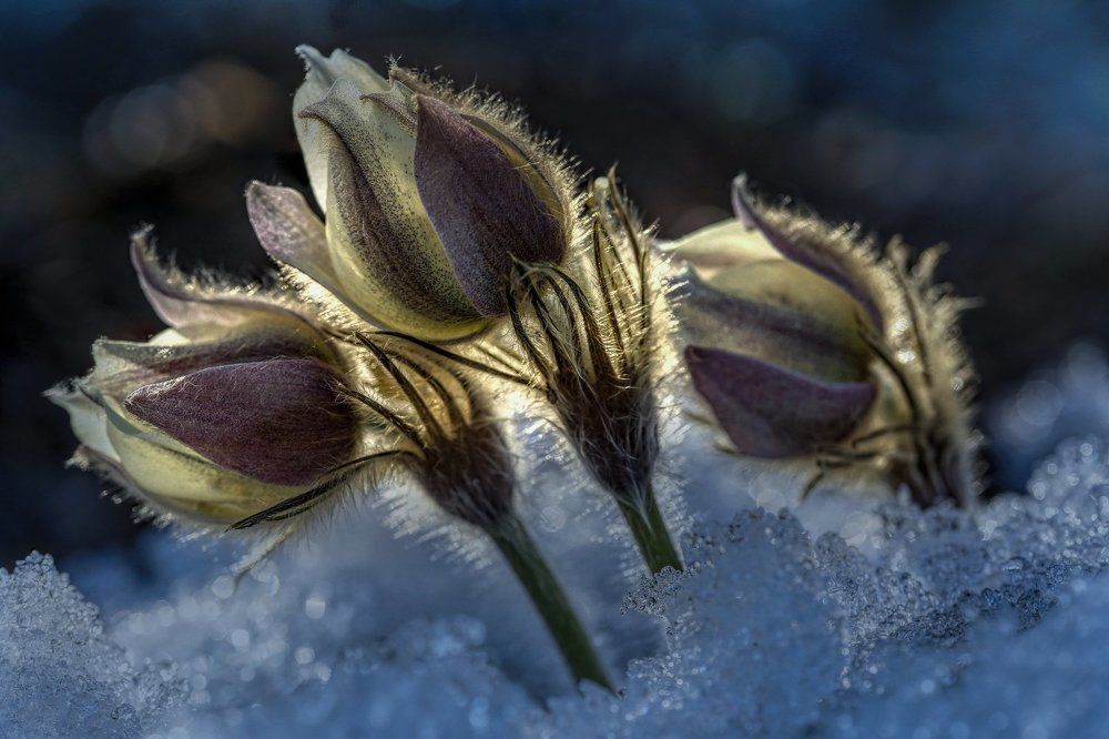 Первоцветы