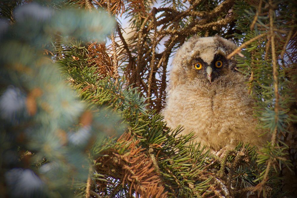 Любознательный совёнок.