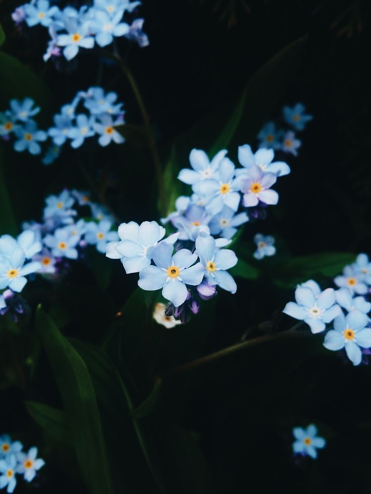 Глаза из темноты